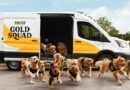  Hertz leva Golden Retrievers para aeroporto nos EUA A Hertz lançou uma iniciativa inusitada para receber viajantes nos principais aeroportos dos Estados Unidos. A locadora está levando um grupo de Golden Retrievers, chamado de “Gold Squad”